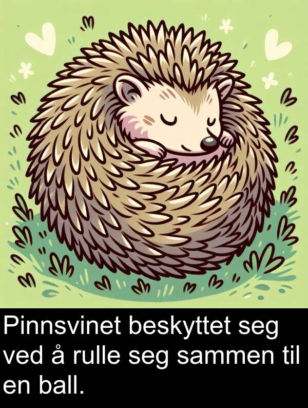 beskyttet: Pinnsvinet beskyttet seg ved å rulle seg sammen til en ball.