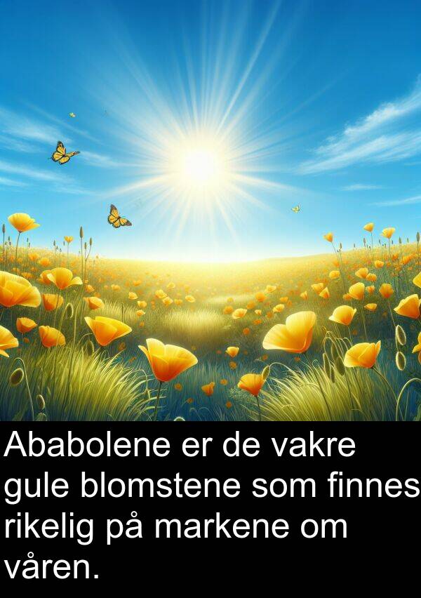 vakre: Ababolene er de vakre gule blomstene som finnes rikelig på markene om våren.