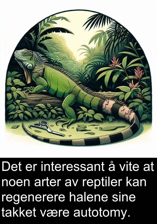 interessant: Det er interessant å vite at noen arter av reptiler kan regenerere halene sine takket være autotomy.
