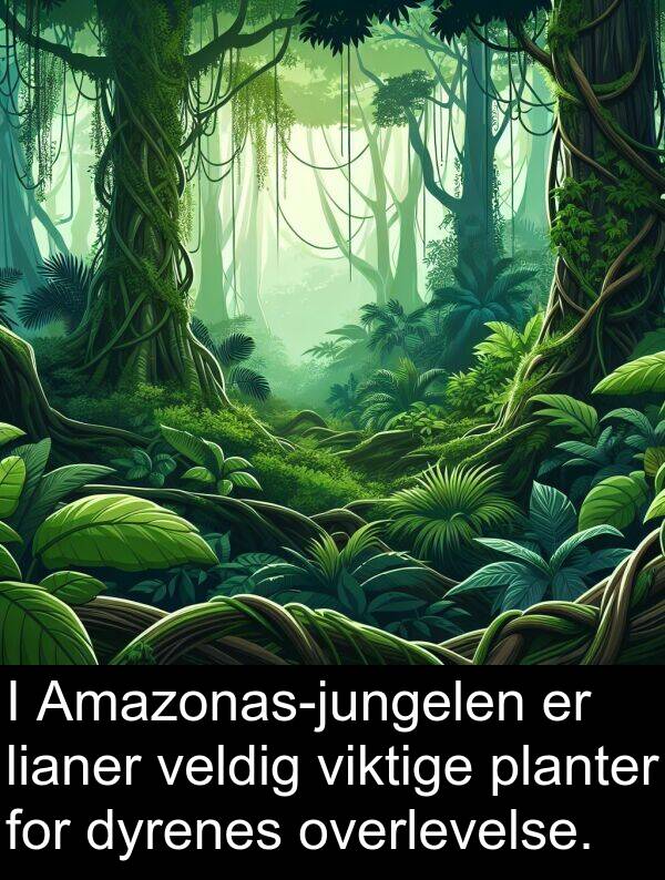 planter: I Amazonas-jungelen er lianer veldig viktige planter for dyrenes overlevelse.