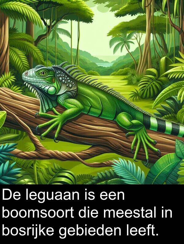 leeft: De leguaan is een boomsoort die meestal in bosrijke gebieden leeft.