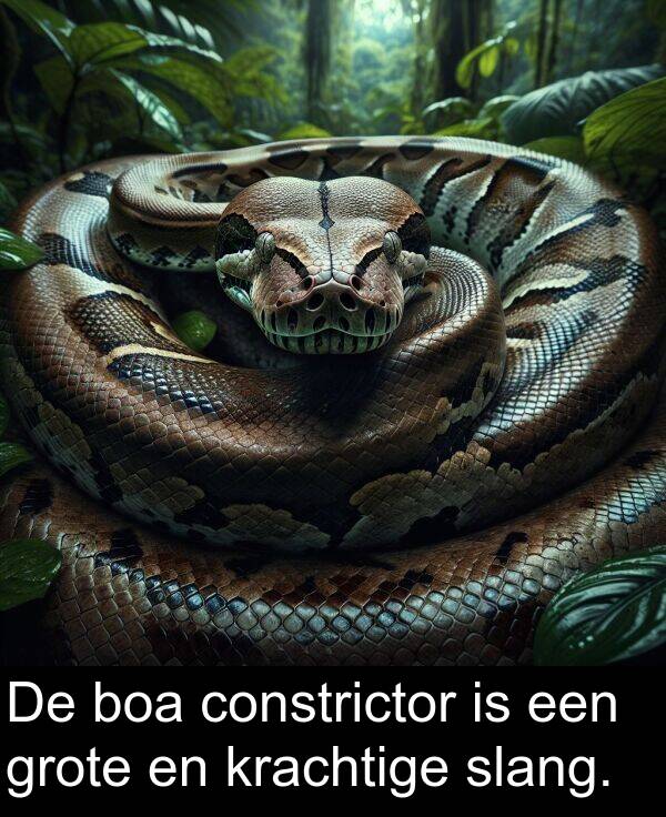 krachtige: De boa constrictor is een grote en krachtige slang.