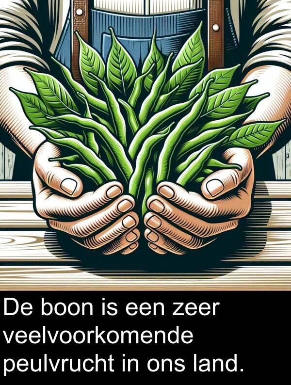 peulvrucht: De boon is een zeer veelvoorkomende peulvrucht in ons land.