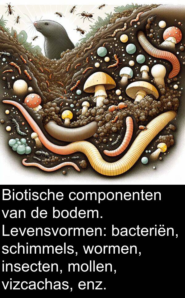 schimmels: Biotische componenten van de bodem. Levensvormen: bacteriën, schimmels, wormen, insecten, mollen, vizcachas, enz.