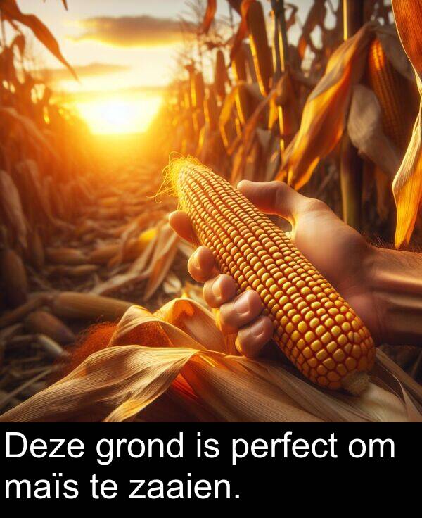 grond: Deze grond is perfect om maïs te zaaien.