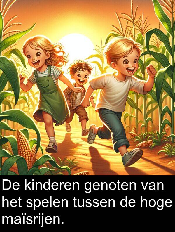 hoge: De kinderen genoten van het spelen tussen de hoge maïsrijen.