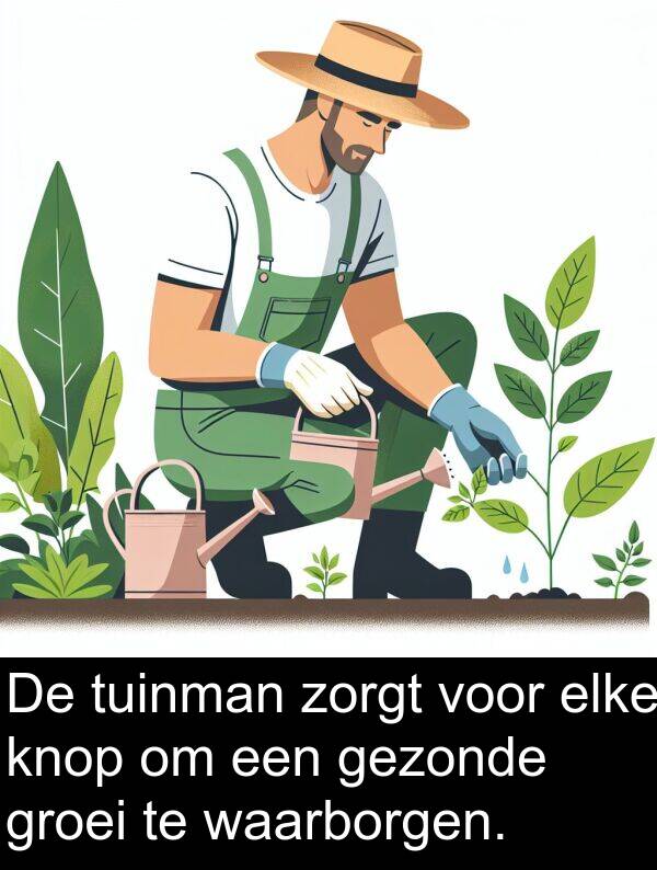 gezonde: De tuinman zorgt voor elke knop om een gezonde groei te waarborgen.