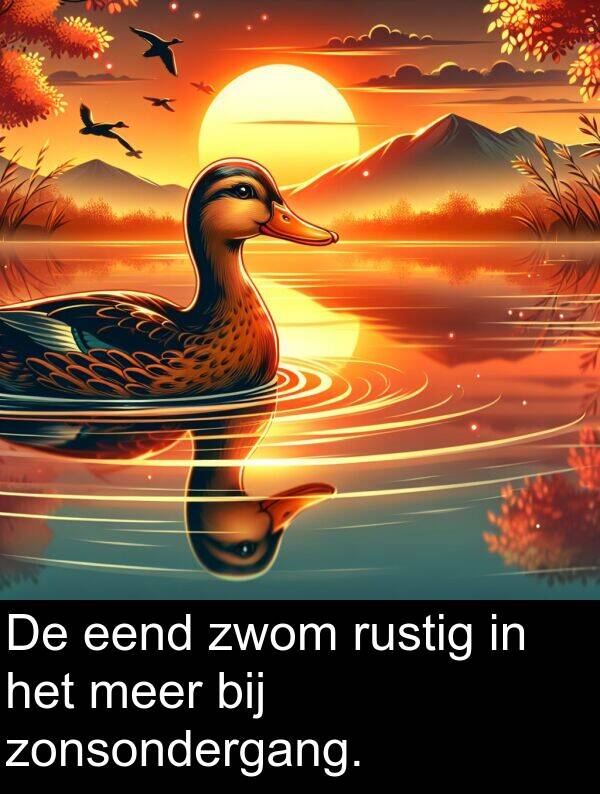 zwom: De eend zwom rustig in het meer bij zonsondergang.