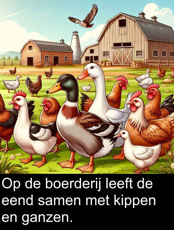 leeft: Op de boerderij leeft de eend samen met kippen en ganzen.