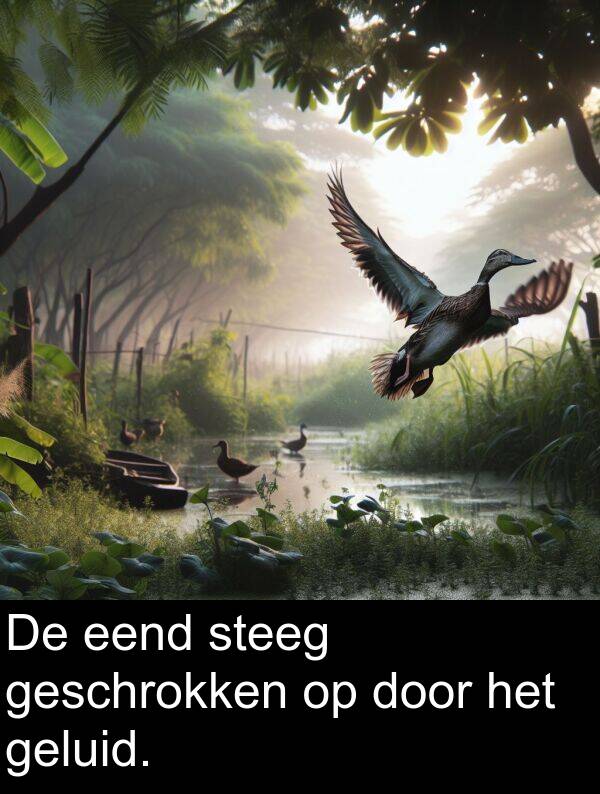 geluid: De eend steeg geschrokken op door het geluid.
