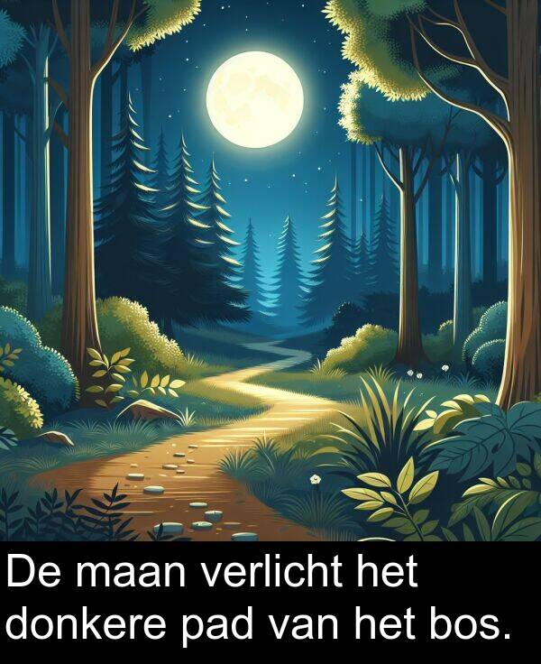 maan: De maan verlicht het donkere pad van het bos.