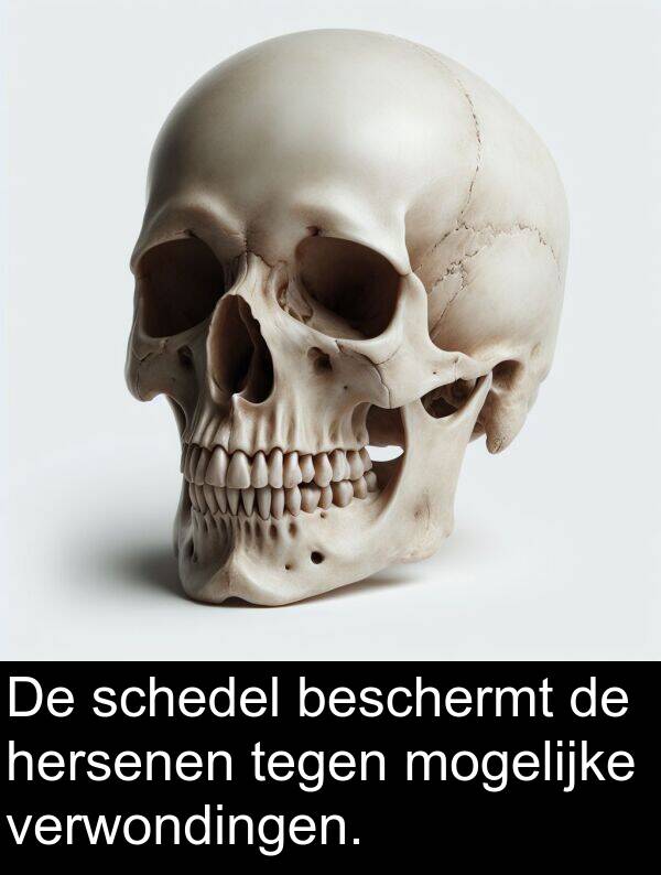 tegen: De schedel beschermt de hersenen tegen mogelijke verwondingen.