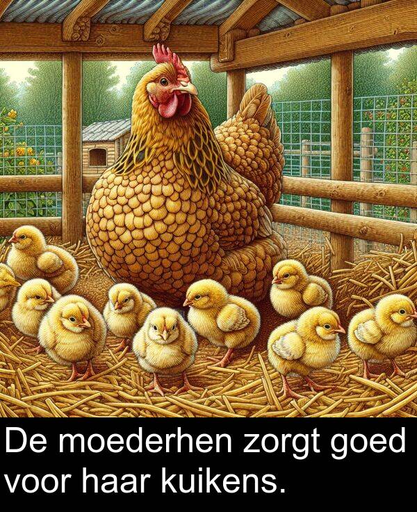 goed: De moederhen zorgt goed voor haar kuikens.