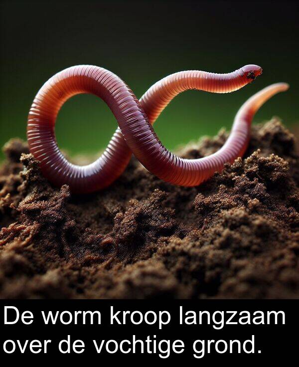 grond: De worm kroop langzaam over de vochtige grond.