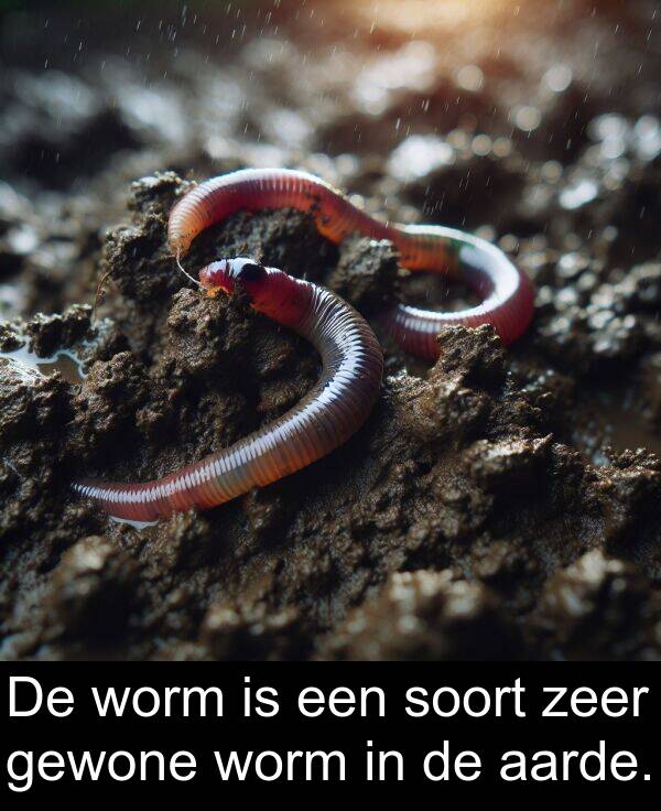 gewone: De worm is een soort zeer gewone worm in de aarde.