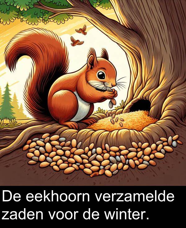voor: De eekhoorn verzamelde zaden voor de winter.