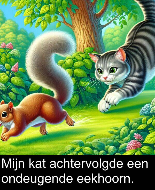 achtervolgde: Mijn kat achtervolgde een ondeugende eekhoorn.