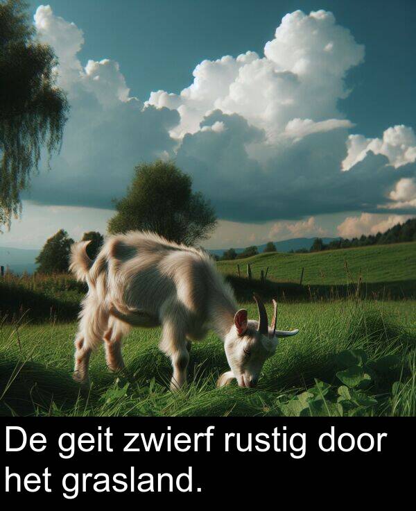 geit: De geit zwierf rustig door het grasland.