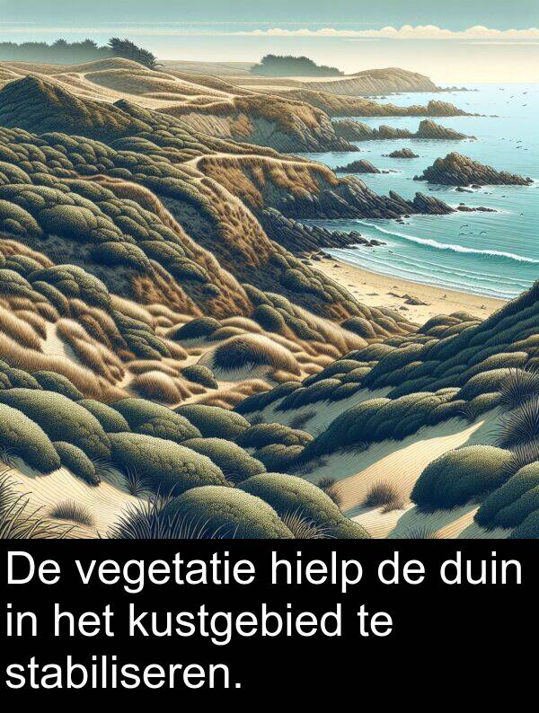 duin: De vegetatie hielp de duin in het kustgebied te stabiliseren.