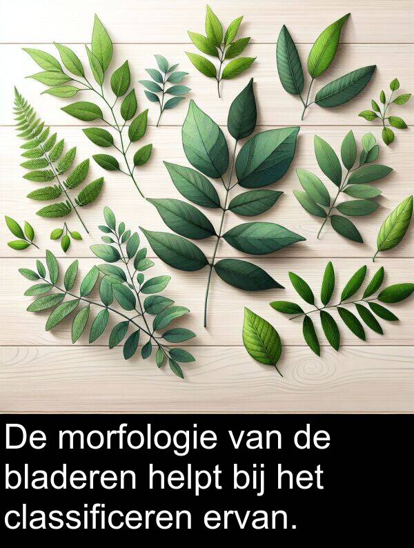 bladeren: De morfologie van de bladeren helpt bij het classificeren ervan.