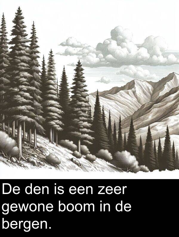 gewone: De den is een zeer gewone boom in de bergen.