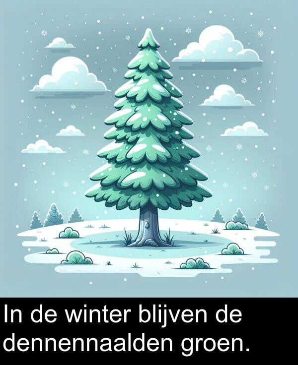 groen: In de winter blijven de dennennaalden groen.