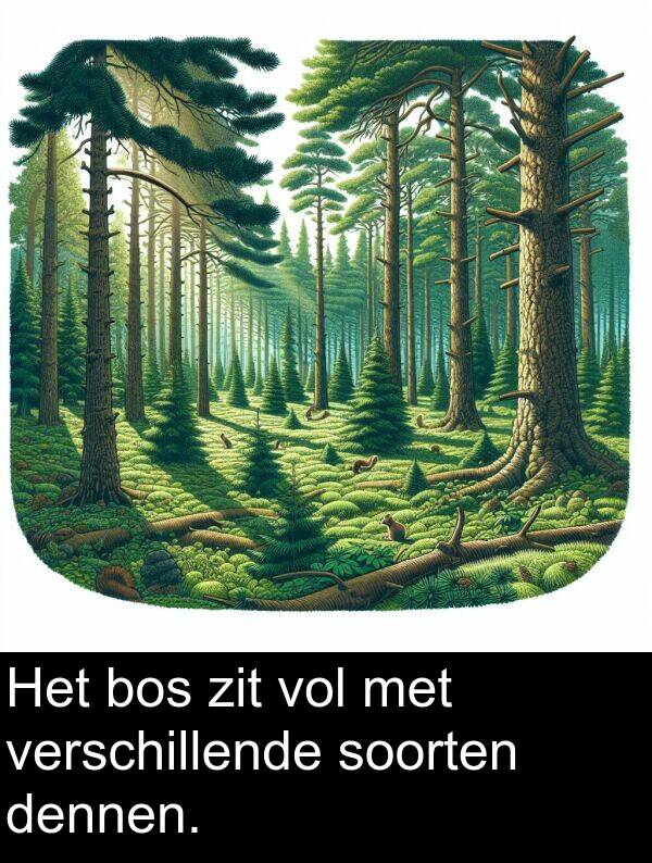 soorten: Het bos zit vol met verschillende soorten dennen.