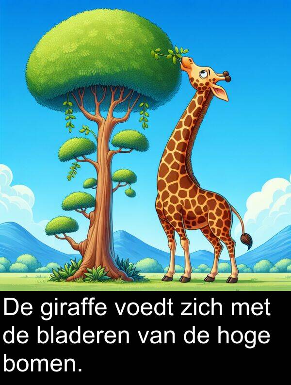 giraffe: De giraffe voedt zich met de bladeren van de hoge bomen.