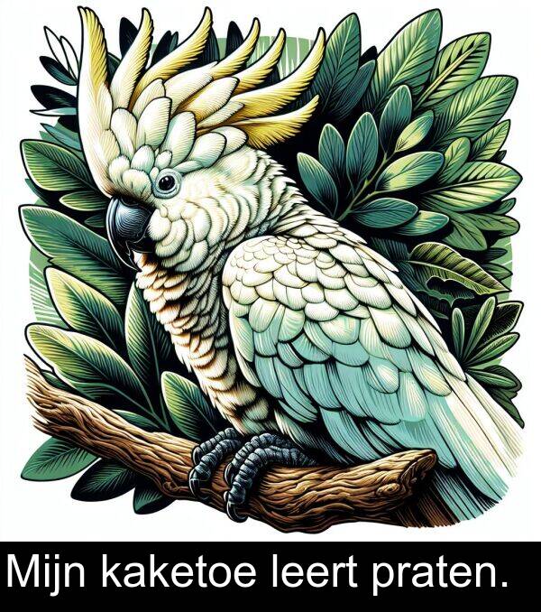 praten: Mijn kaketoe leert praten.