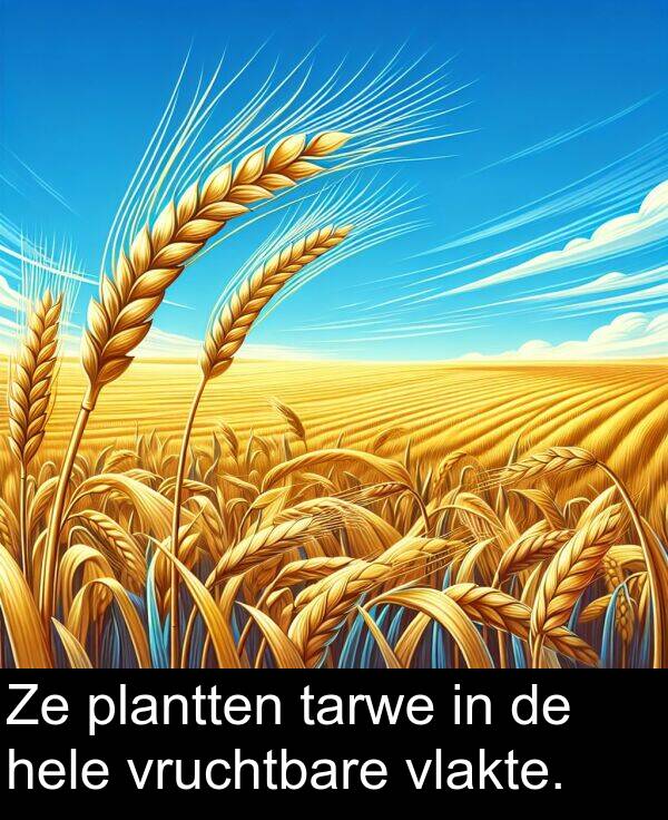 vlakte: Ze plantten tarwe in de hele vruchtbare vlakte.