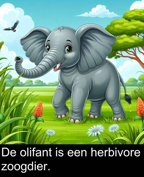 zoogdier: De olifant is een herbivore zoogdier.