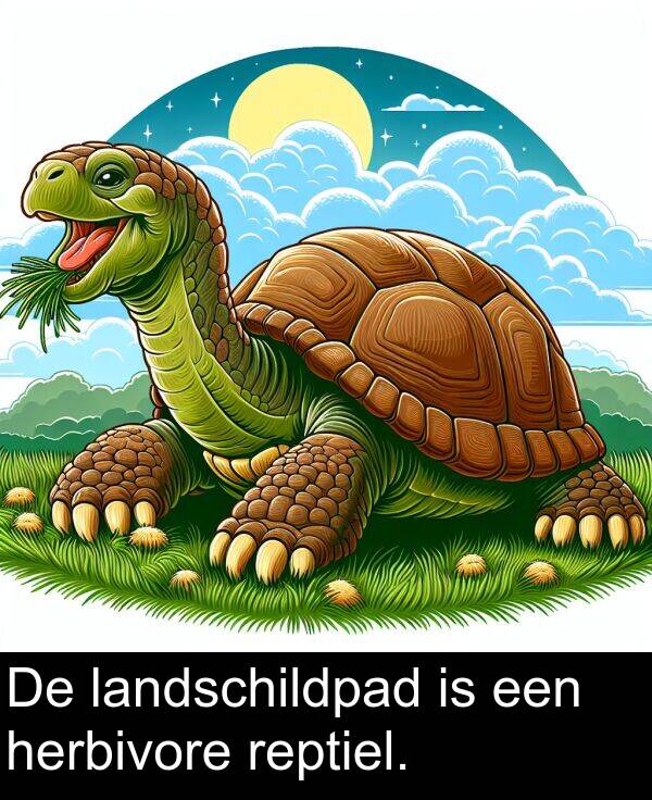 herbivore: De landschildpad is een herbivore reptiel.