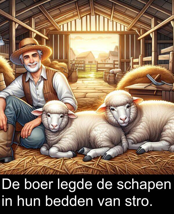 legde: De boer legde de schapen in hun bedden van stro.