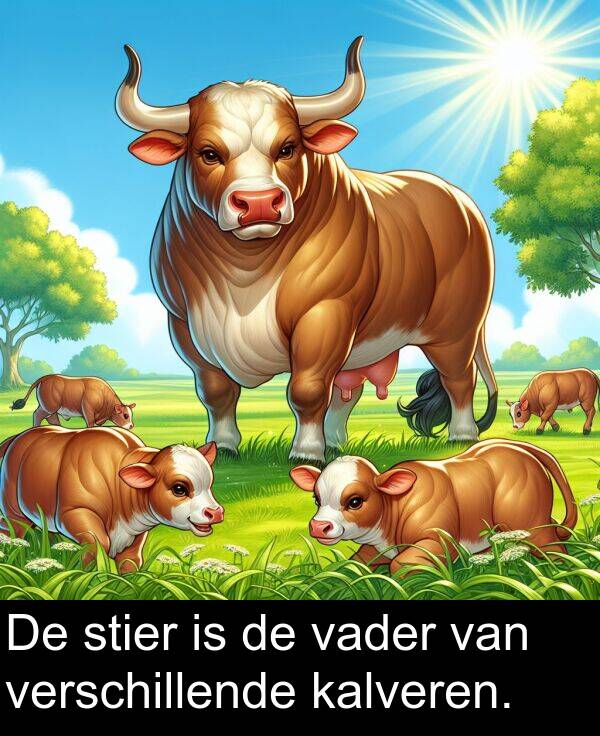 stier: De stier is de vader van verschillende kalveren.