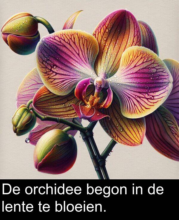 bloeien: De orchidee begon in de lente te bloeien.