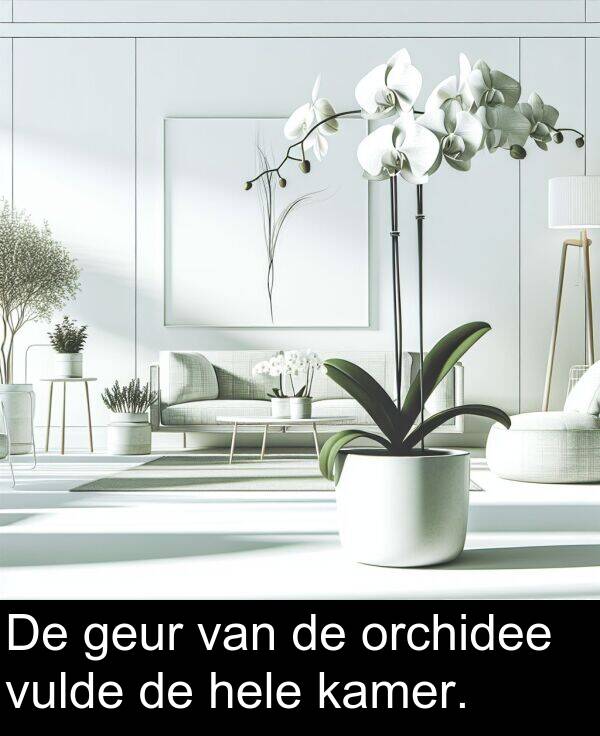 geur: De geur van de orchidee vulde de hele kamer.