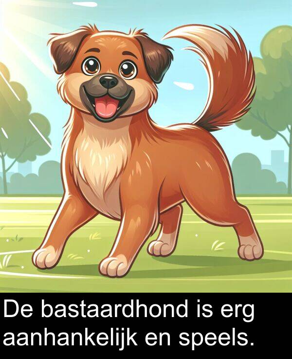 bastaardhond: De bastaardhond is erg aanhankelijk en speels.