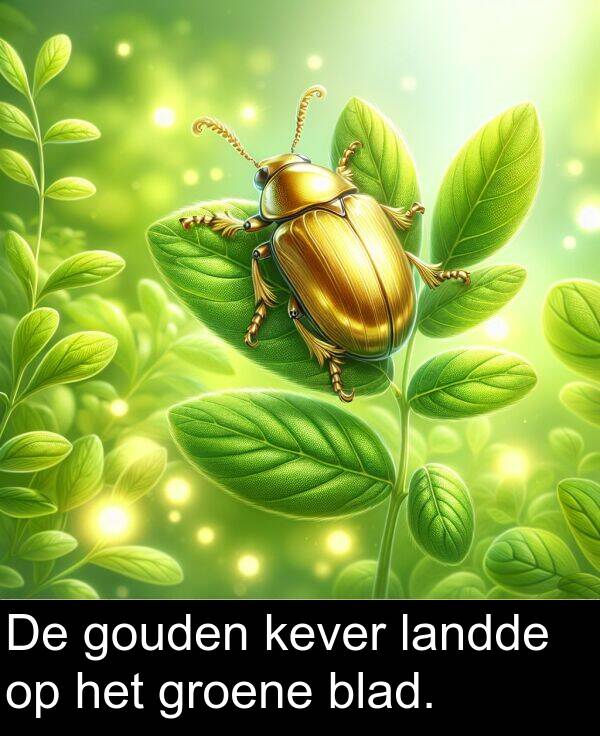 groene: De gouden kever landde op het groene blad.
