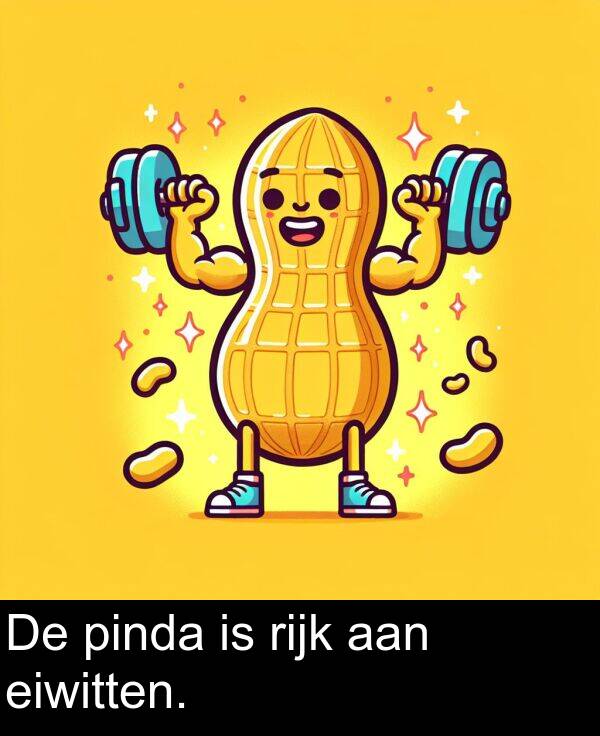 eiwitten: De pinda is rijk aan eiwitten.