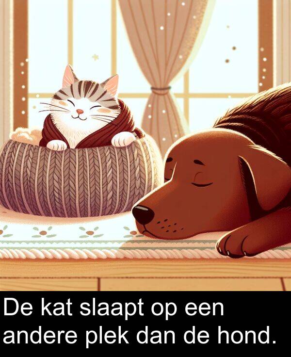andere: De kat slaapt op een andere plek dan de hond.