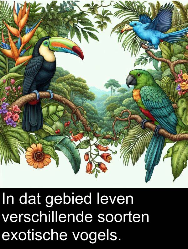 soorten: In dat gebied leven verschillende soorten exotische vogels.