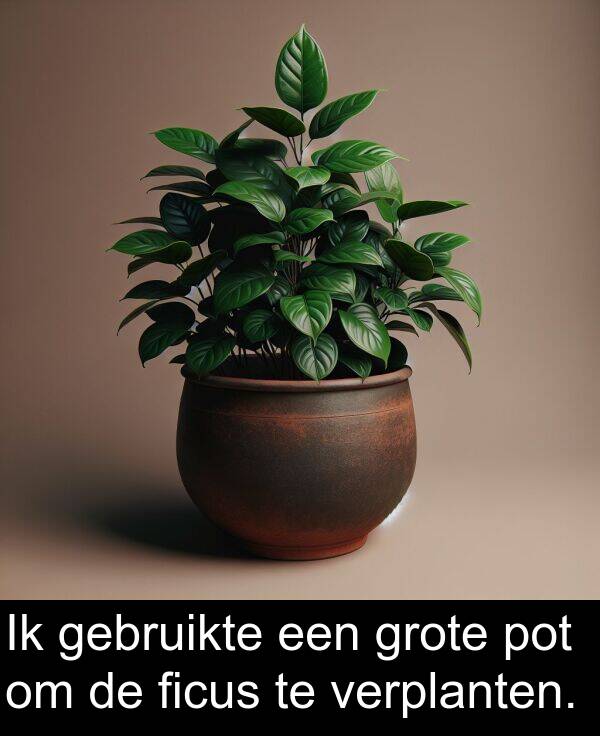 ficus: Ik gebruikte een grote pot om de ficus te verplanten.