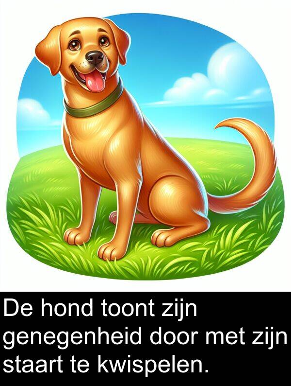 staart: De hond toont zijn genegenheid door met zijn staart te kwispelen.