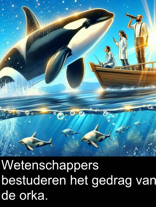 bestuderen: Wetenschappers bestuderen het gedrag van de orka.