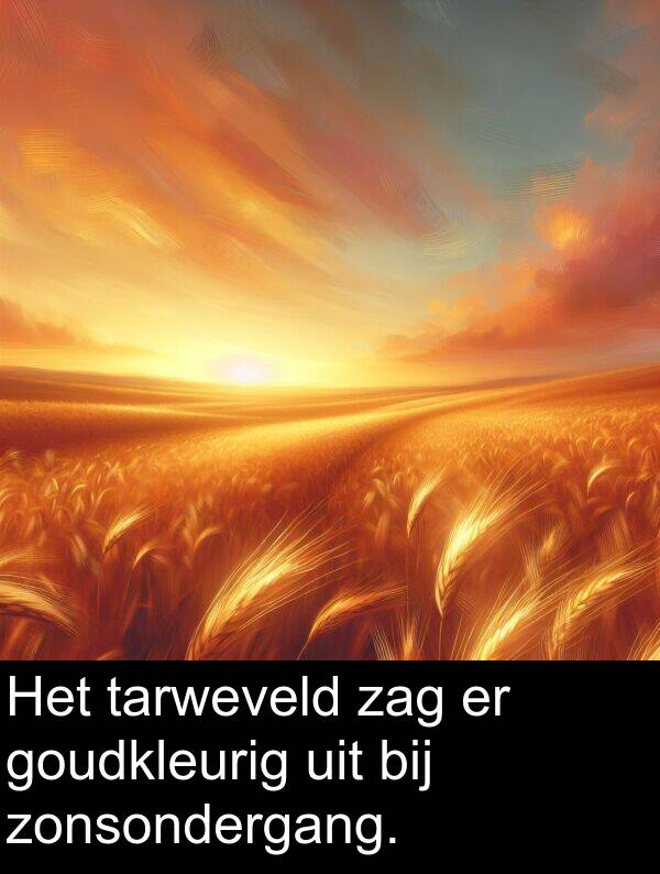 goudkleurig: Het tarweveld zag er goudkleurig uit bij zonsondergang.