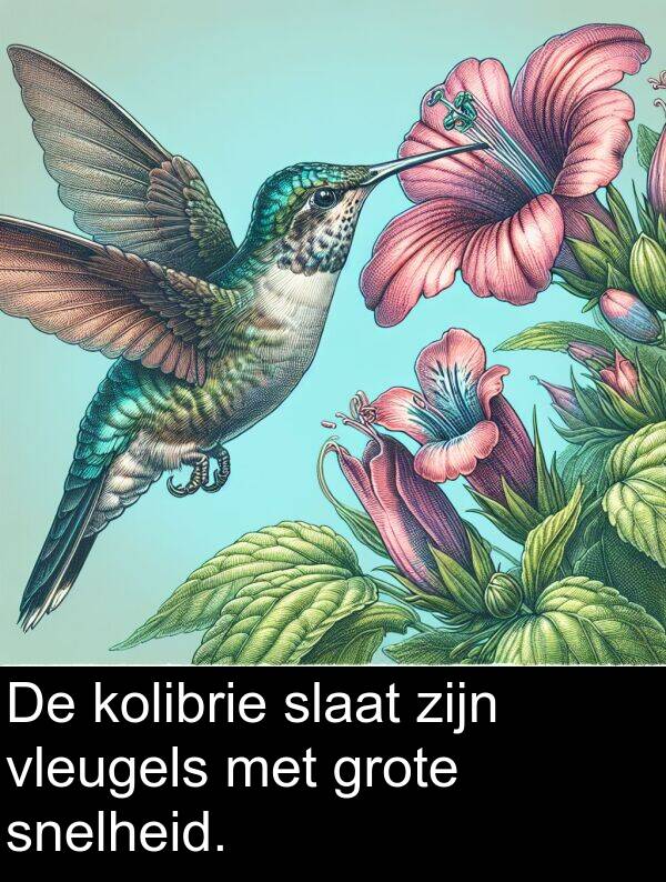 snelheid: De kolibrie slaat zijn vleugels met grote snelheid.