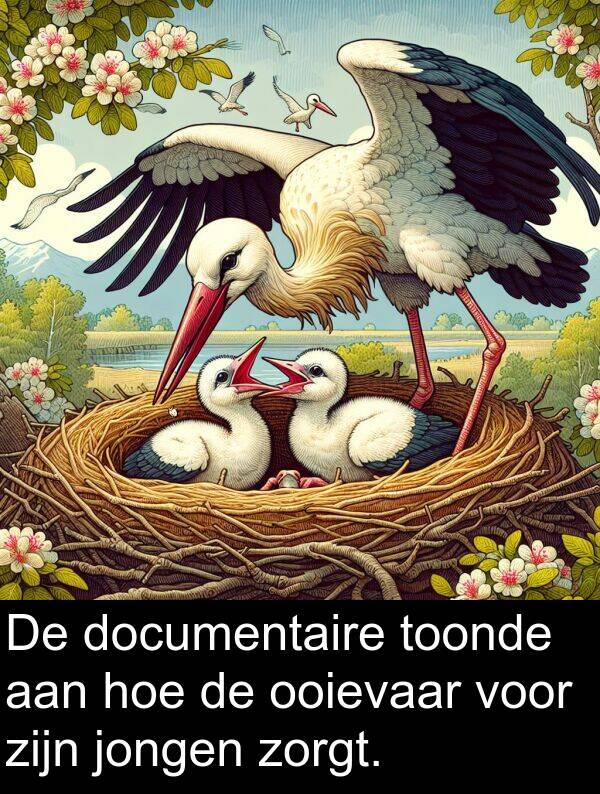 hoe: De documentaire toonde aan hoe de ooievaar voor zijn jongen zorgt.