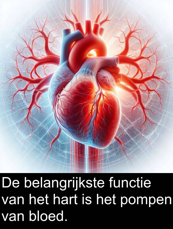 functie: De belangrijkste functie van het hart is het pompen van bloed.