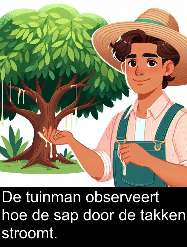 tuinman: De tuinman observeert hoe de sap door de takken stroomt.
