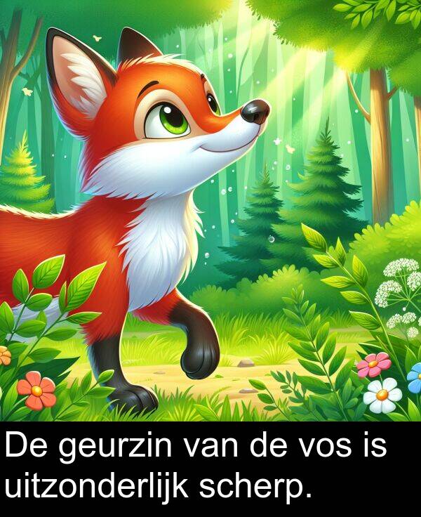 geurzin: De geurzin van de vos is uitzonderlijk scherp.